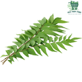Indian Curry Leaves