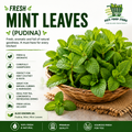 Fresh Mint Leaves (Pudina)