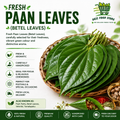 Fresh Paan Leaves (Betel Leaves)