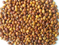 Gujarat Foods Toor Whole 55LBS