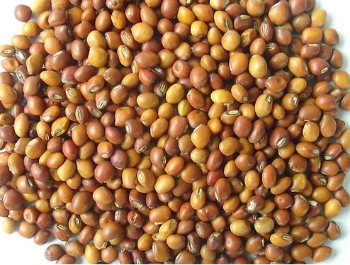 Gujarat Foods Toor Whole 55LBS