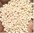 Gujarat Foods Urad Whole 55LBS
