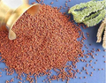 Telugu Foods Swetha TF Baranyard Millet 2LBS